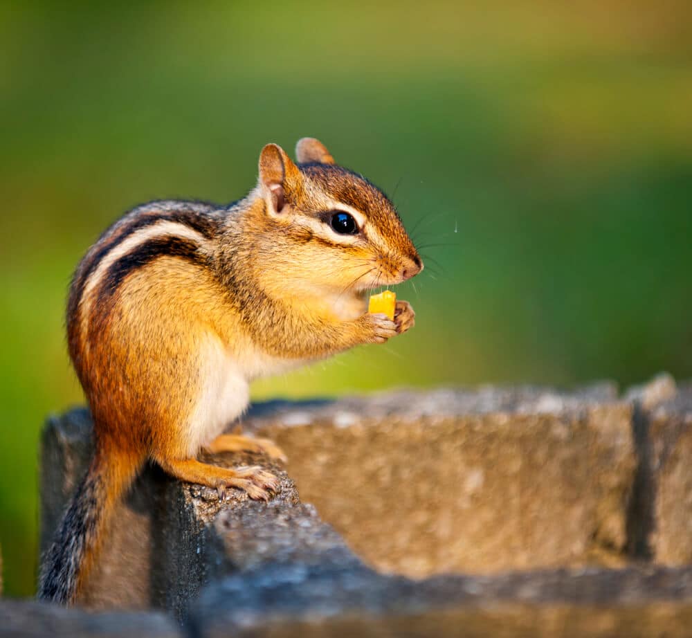 CAN CHIPMUNKS DAMAGE HOUSE FOUNDATION? WHAT ABOUT GROUNDHOGS?