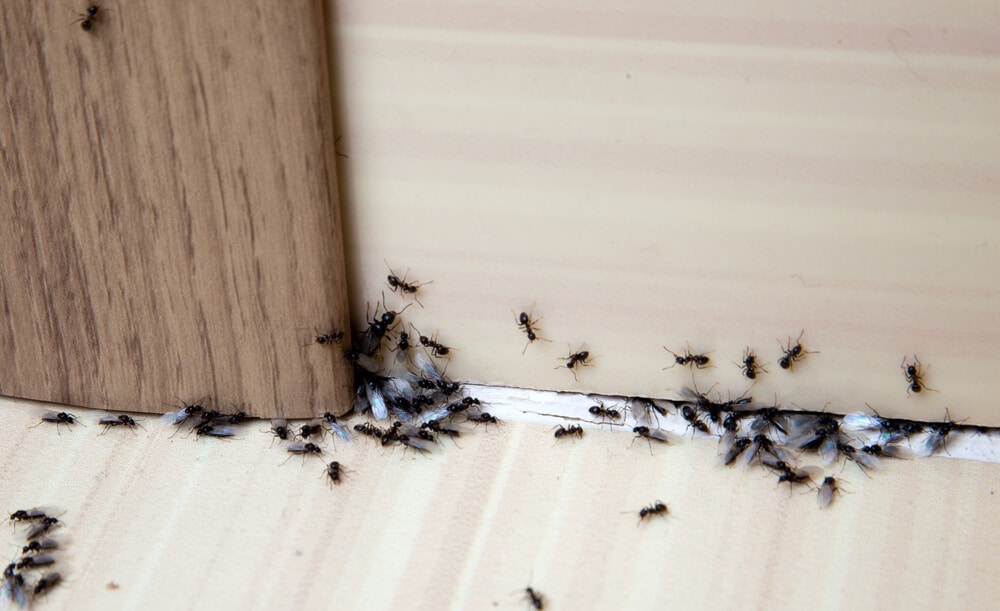 How To Quickly Get Rid of Ants